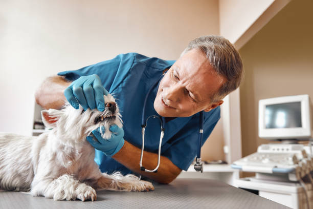 Best Walk-In Emergency Dentist in Chico, WA